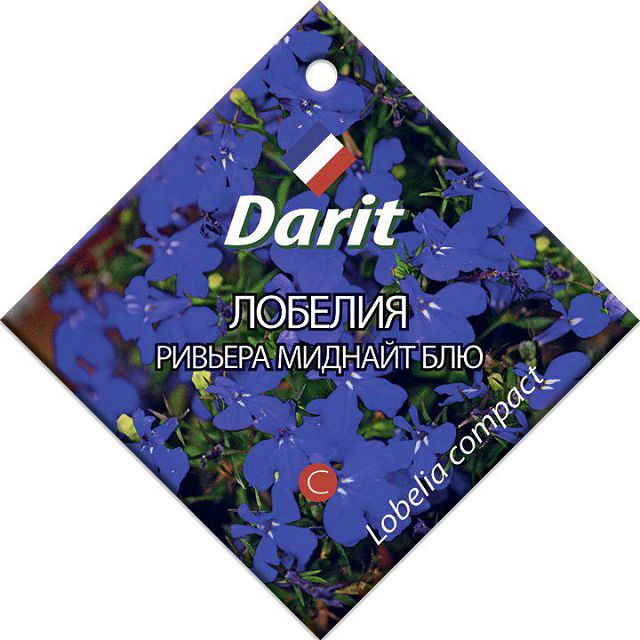 ���� ������ ������� ������� ������� ��� DARIT 10��   ������ ������