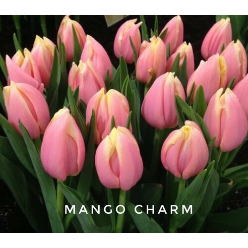 ���� �������� ����������� , �������� ���� MANGO CHARM (4 �����) ������ ������
