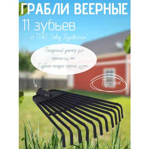 ���� ������ ������� (11 ������) ������ ������